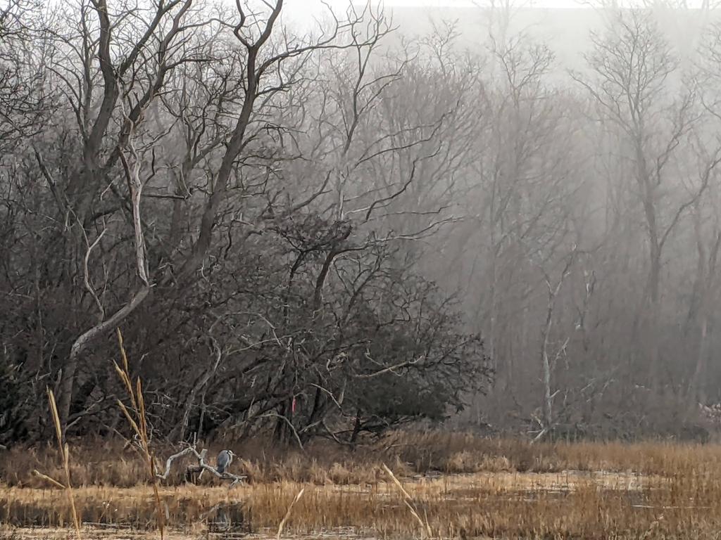 A misty landscape featuring bare trees and tall grasses, creating a serene yet somber atmosphere.